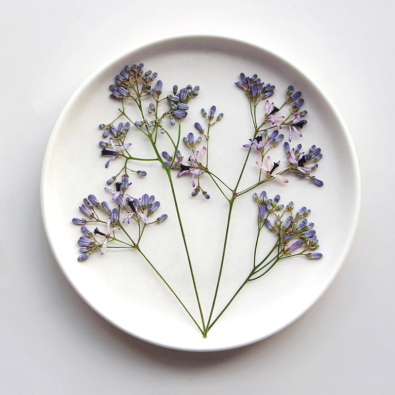 120pcs Pressed Dried Melia aze - đánh giá và giá Dried Flower Bookmark