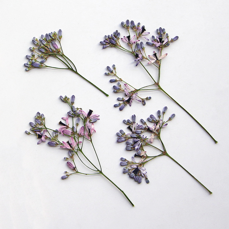 120pcs Pressed Dried Melia aze - đánh giá và giá Dried Flower Bookmark