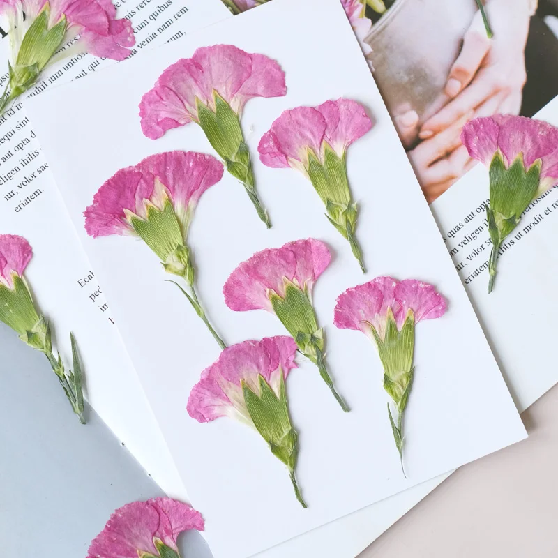 6pcs/4-7cm,Carnation dried flo - đánh giá và giá Dried Flower Bookmark