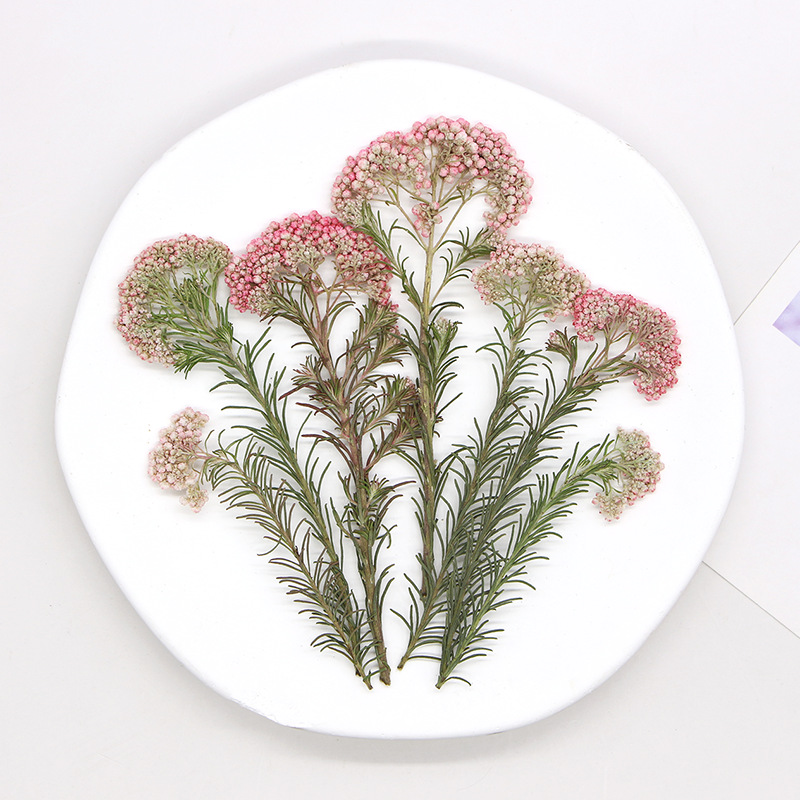 12pcs,Nature Millet flower bra - đánh giá và giá Dried Flower Bookmark