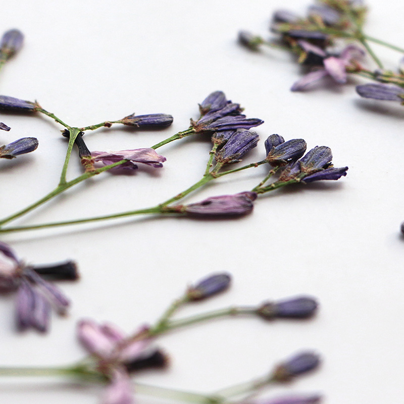 60Pcs Neem Tree Flower Branche - đánh giá và giá Dried Flower Bookmark