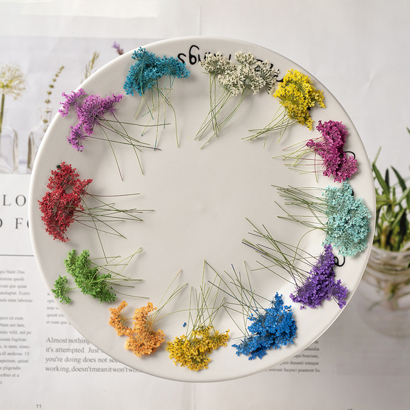 48Pcs Vibrant Colored Small Sn - đánh giá và giá Dried Flower Bookmark