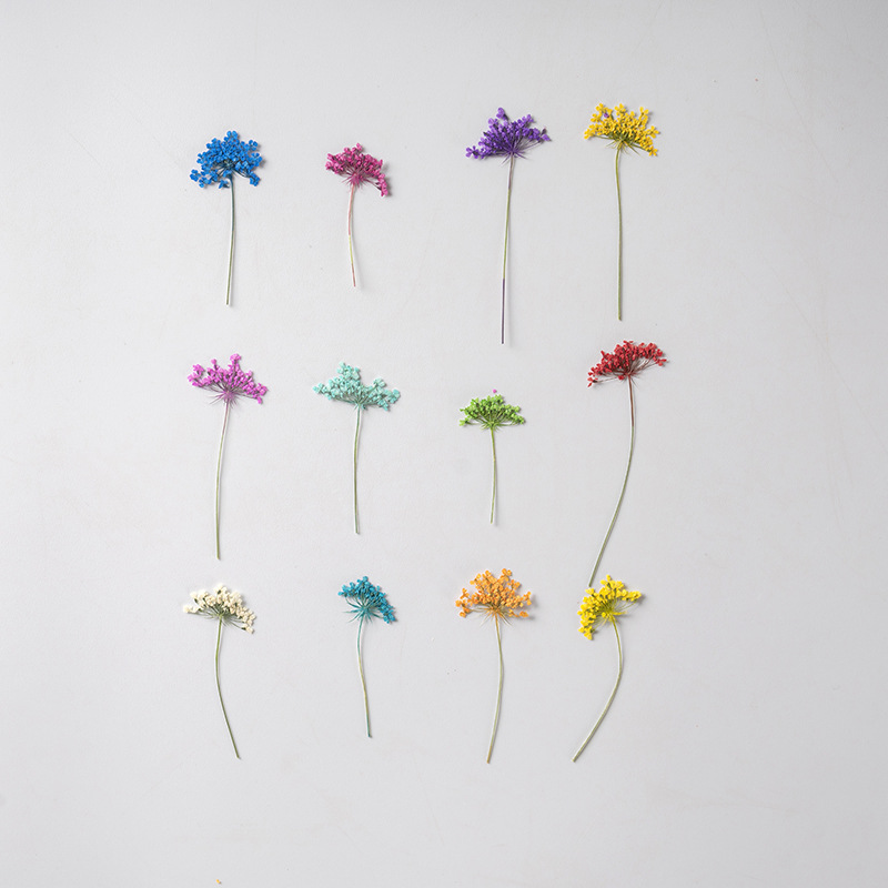 48Pcs Vibrant Colored Small Sn - đánh giá và giá Dried Flower Bookmark