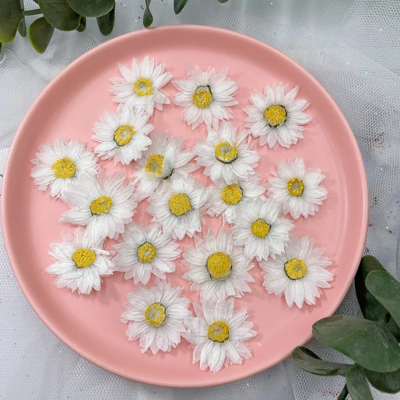 24pcs/2-4CM,Natural Pressed Fl - đánh giá và giá Dried Flower Bookmark