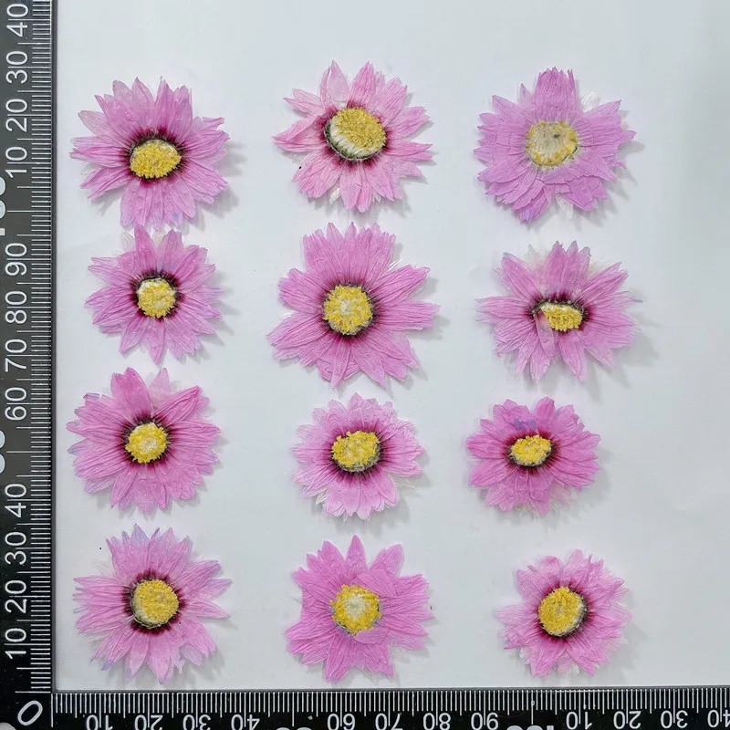 24pcs/2-4CM,Natural Pressed Fl - đánh giá và giá Dried Flower Bookmark