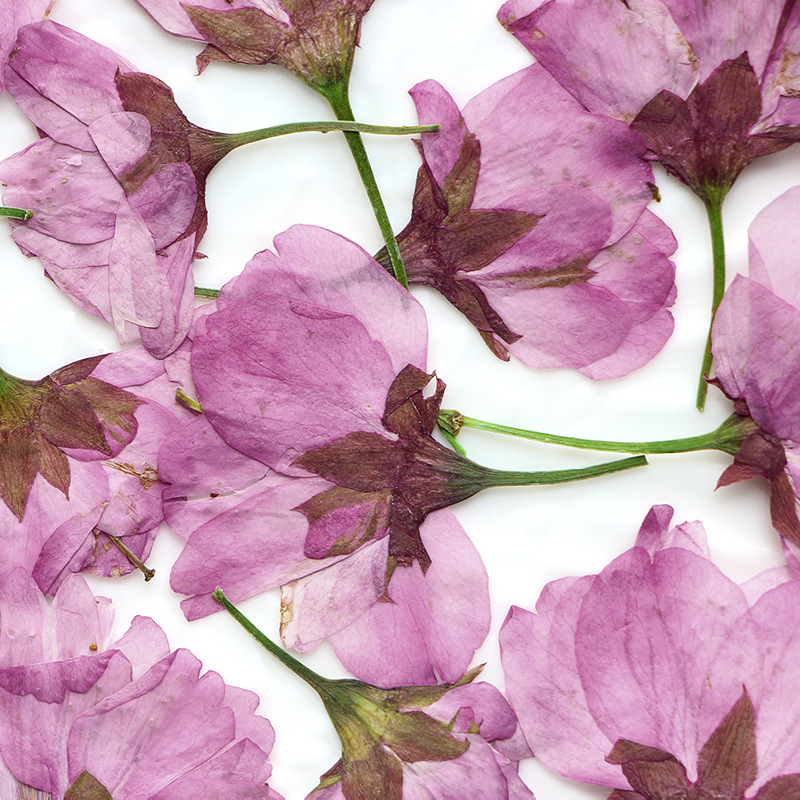 36Pcs Natural Dried Flower Pre - đánh giá và giá Dried Flower Bookmark