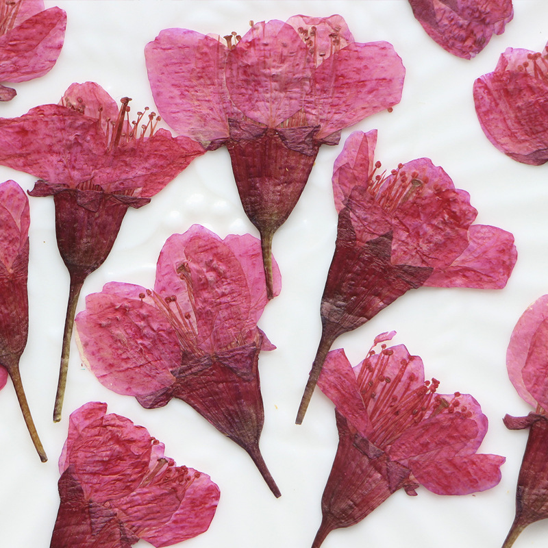 36Pcs Natural Dried Flower Pre - đánh giá và giá Dried Flower Bookmark