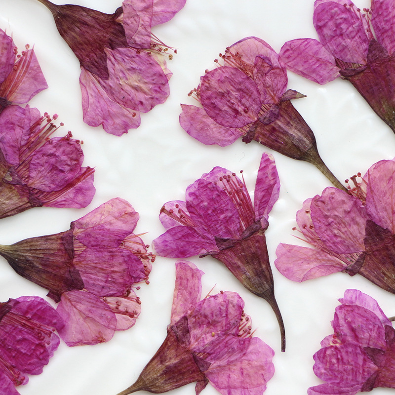 36Pcs Natural Dried Flower Pre - đánh giá và giá Dried Flower Bookmark