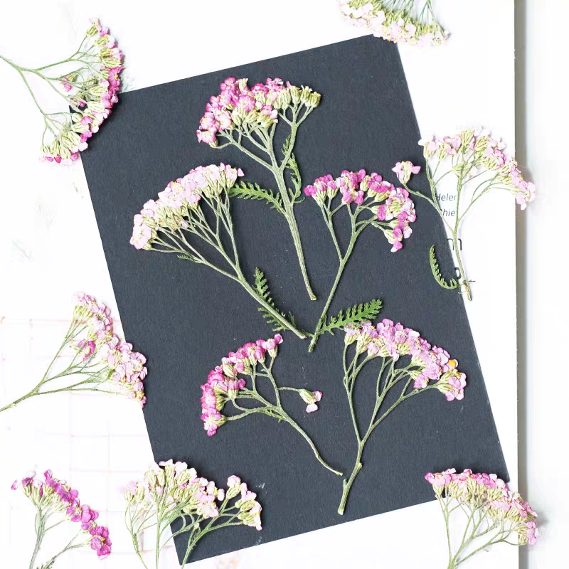 60pcs Pressed Dried Yarrow Ach - đánh giá và giá Dried Flower Bookmark